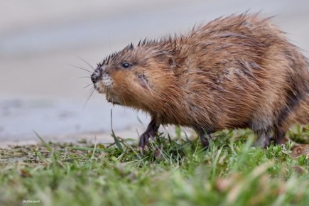 Вот уже больше недели уровень воды в тульских реках превышает норму из-за паводка