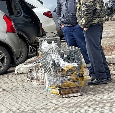 На улицах Тулы в Благовещение продают голубей по 300-500 рублей