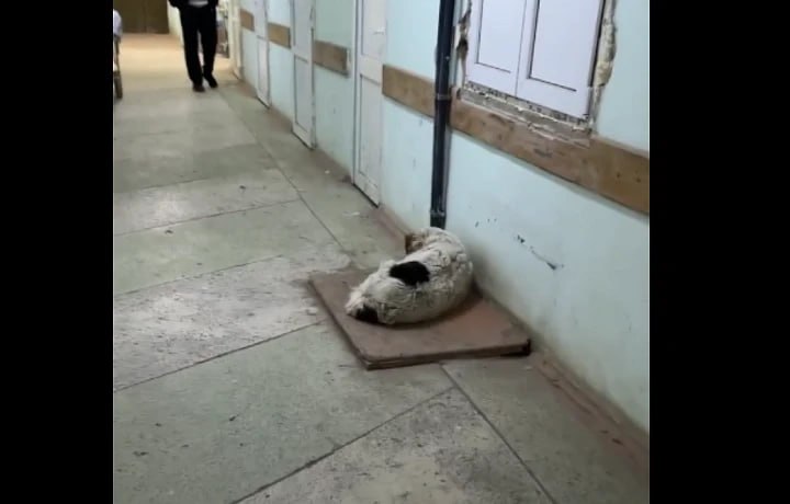 В Новомосковске проверят больницу из-за собаки в приемном покое