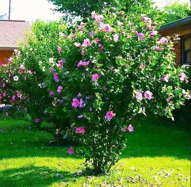 Четыре привлекательных, но коварных растения для вашего сада