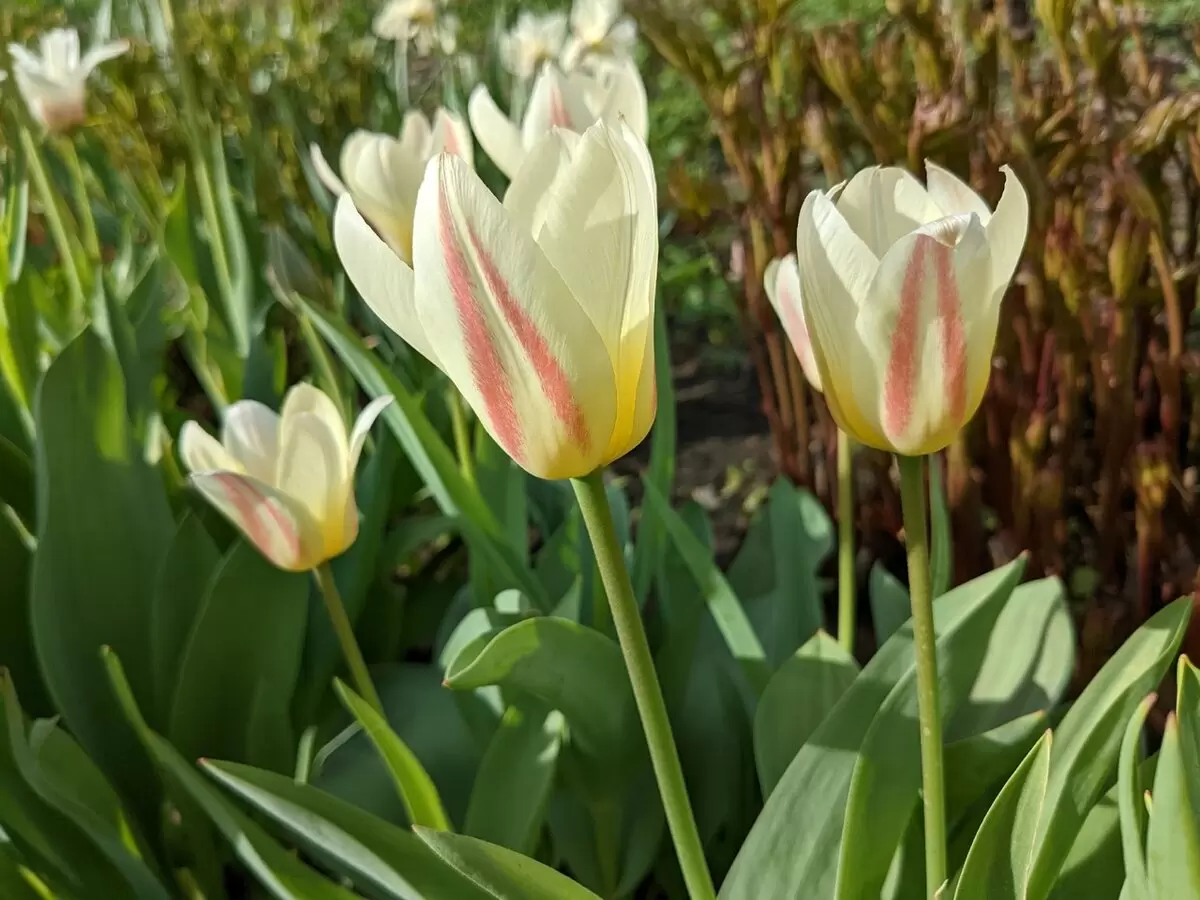 Весна на грани: цветение цветов в садах апреля