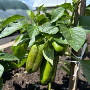 ��� �������� ���������� �����: ������� � ����������� ������