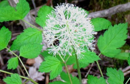 ��������� ������: ������� ���������� ��������� ��������