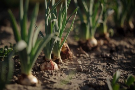 ������: ����� ������������ ��� ������ ���� � �������