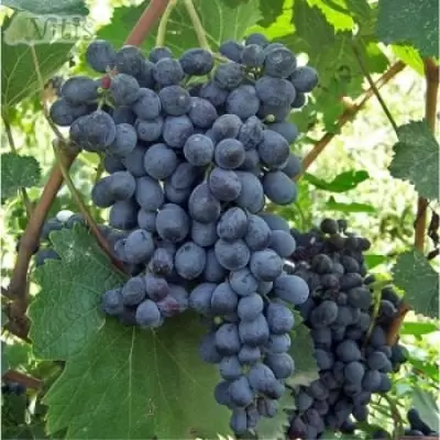 Виноград муджуретули: как темно-синие ягоды становятся основой грузинских вин