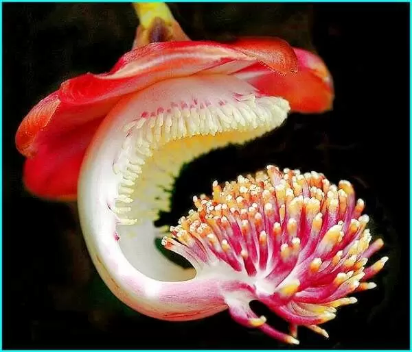 Откройте мир экзотических растений: секреты тропиков на вашем подоконнике