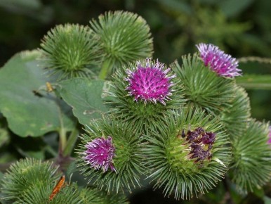 Лопух: от сорняка до суперфуда с целебными свойствами