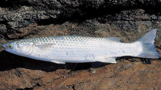 Пеленгас в Азовском море: ценный улов или угроза экосистеме?