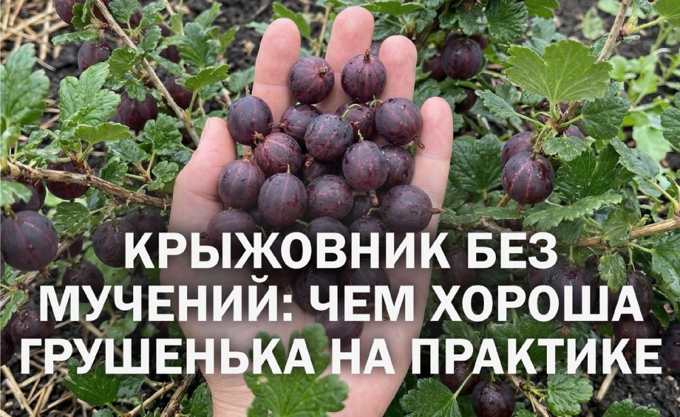 ��� ������� � � �������: ��������� ��������� ���������� ��������� ���������