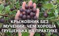 Без колючек и с урожаем: крыжовник Грушенька становится союзником садоводов