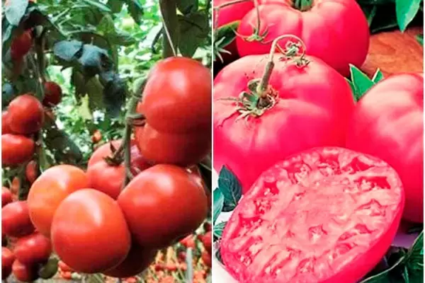 Томат Третьяковский: как вырастить идеальный урожай этой популярной культуры