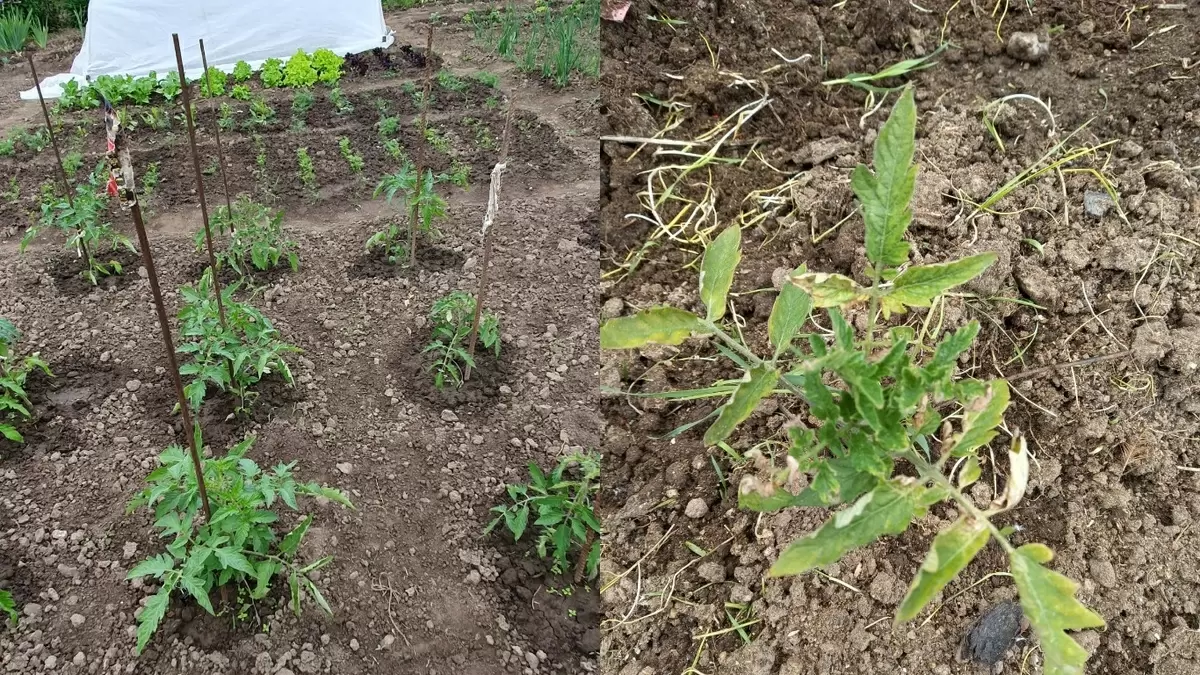 Как добиться высадки рассады с почти стопроцентной приживаемостью