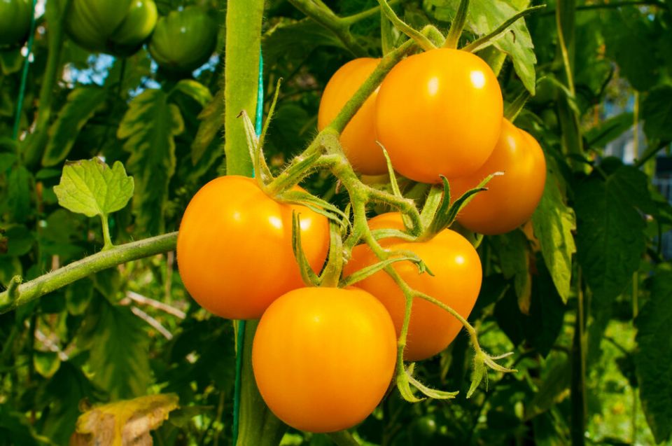 ������� ������: 11 ������ ������ ��� ������ �������