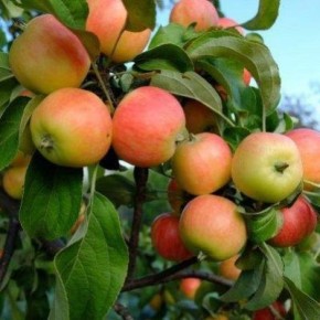 Яблоня сибирская красавица: идеальный выбор для холодных регионов