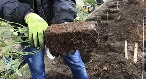 Секреты успешной посадки роз весной: советы для свежего старта