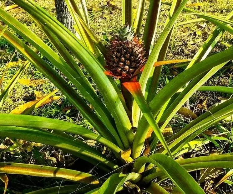 Загадочный ананас: удивительные факты и советы по выращиванию