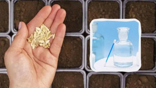 Не спешите выбрасывать старые семена: как их можно оживить