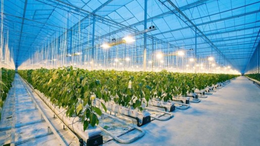 Как уникальное отопление зимних теплиц меняет правила игры в агрономии