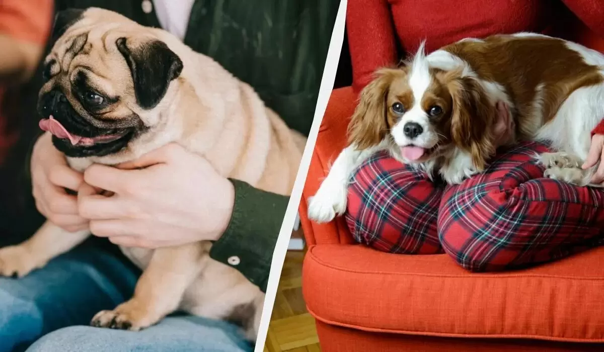 Собаки без хлопот: какие породы идеально подходят для новичков