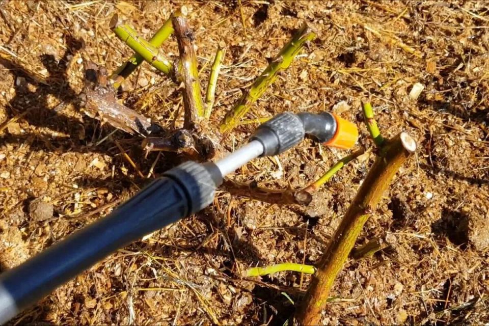 ��� ��������� �������� ���� �� ���������� � ������: ������ � ������������