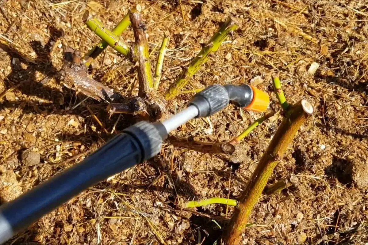 Как правильно защитить розы от вредителей в апреле: советы и рекомендации