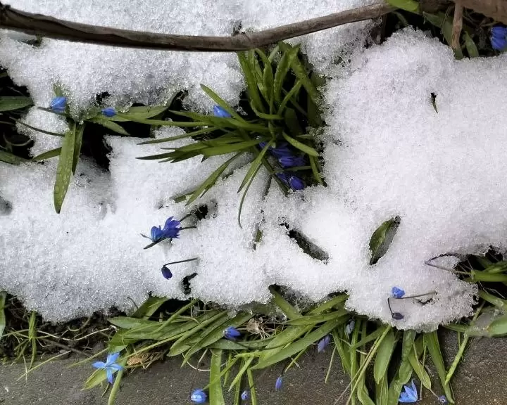 Как правильно подготовить растения к весне в марте