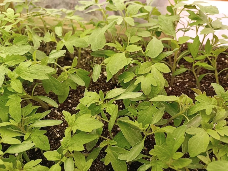 ��� ���������� � ������ ������ �� �������: ������ ��� ���������