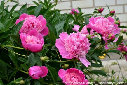 ��� ��������� ���������� ����� ������: �������� ������ ��� �������� ���������