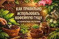 Как кофейная гуща может преобразить ваши комнатные растения