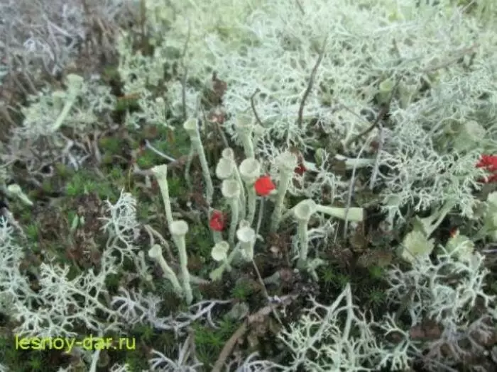 Лишайники: удивительные симбиозы природы