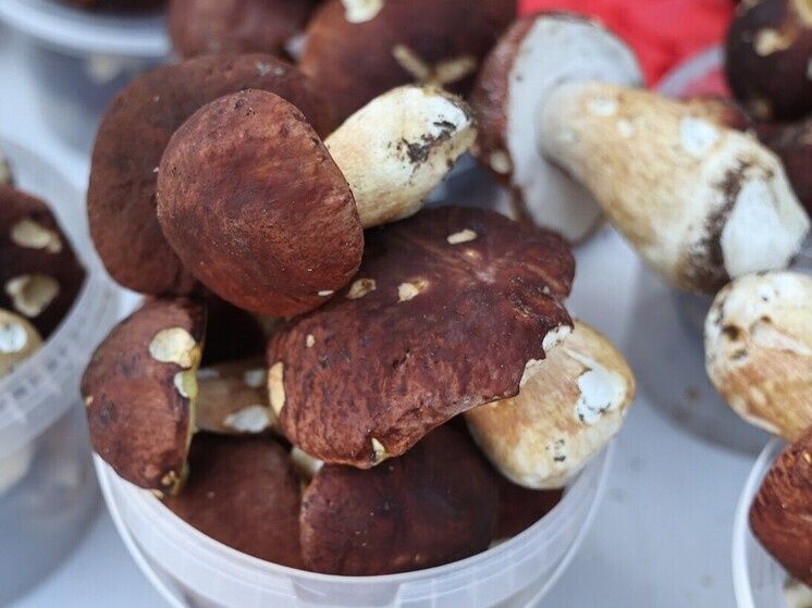 ������� ��� �� ����� �����: ������ ���� ������������