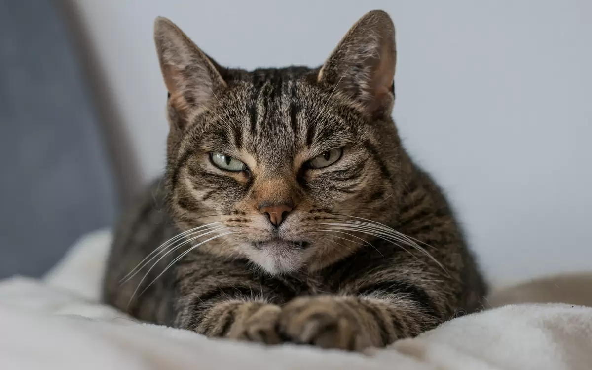 Мурзик и секреты минимализма: как простота помогает решать жизненные задачи