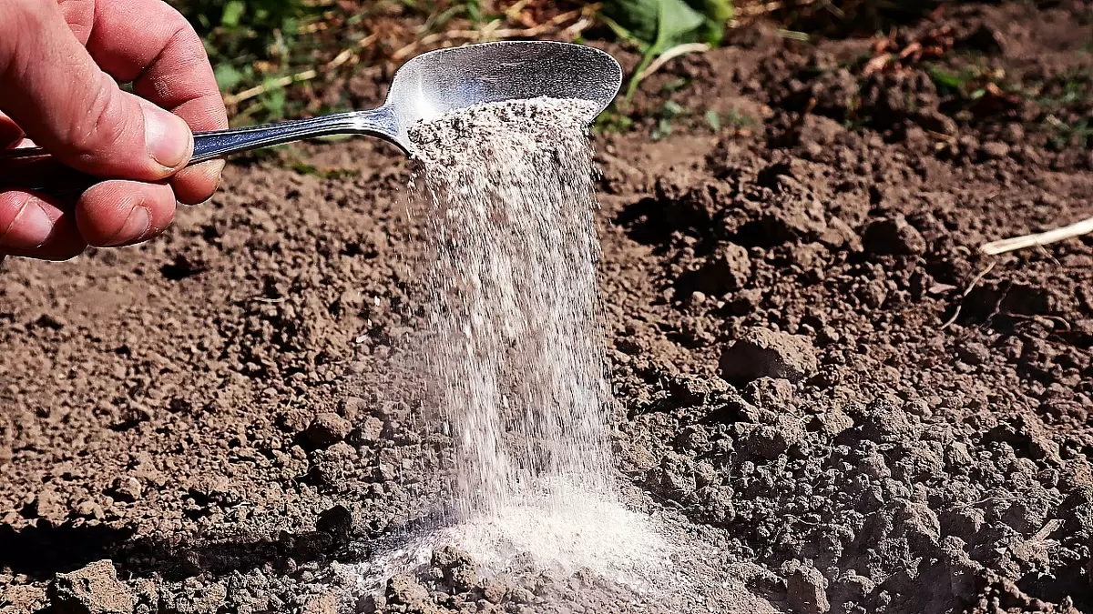 Успех на огороде: секреты осеннего удобрения без навоза