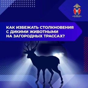 Как избежать столкновения с дикими животными на загородных трассах?