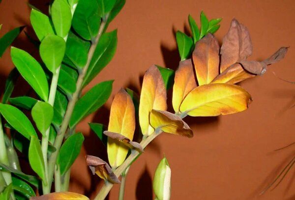 ������ ������� ������ ������������� � ��� ��� ���������