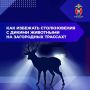 Как избежать столкновения с дикими животными на загородных трассах?