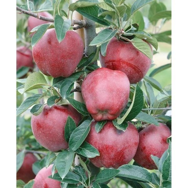 ������ ���� ��� �������: ������ ���� � ���������� ��������� ������