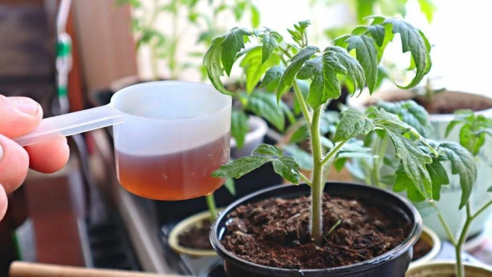 ��� ������� ������� � ������� ������� �������: ������� ����� � ����� �������