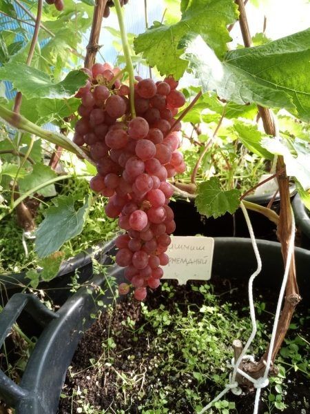 ������ �����������: ������ �������� � ������� ������ � ���������� ����������������