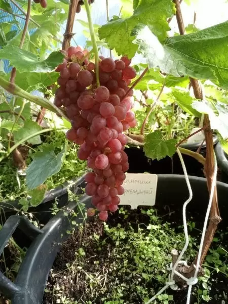 Кишмиш Мармеладный: ранний виноград с богатым вкусом и прекрасной морозостойкостью