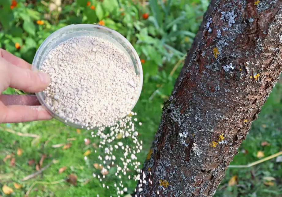 Секреты осенней подкормки деревьев для здоровья и богатого урожая