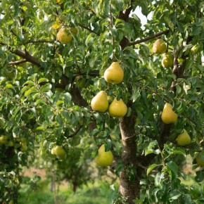 �������� ����������� ����: ��� �������� ������ �� ����