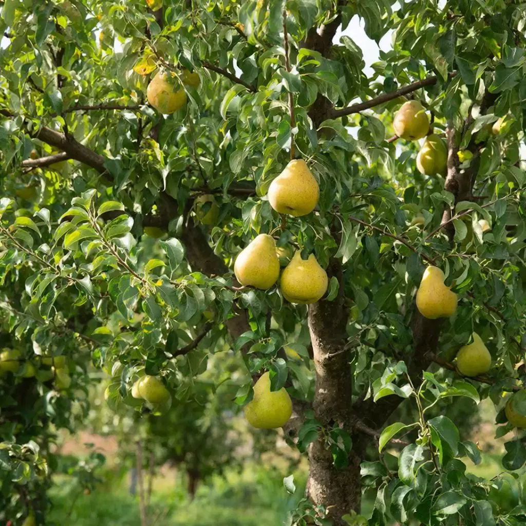 Сладость самоплодных груш: как избежать хлопот на даче