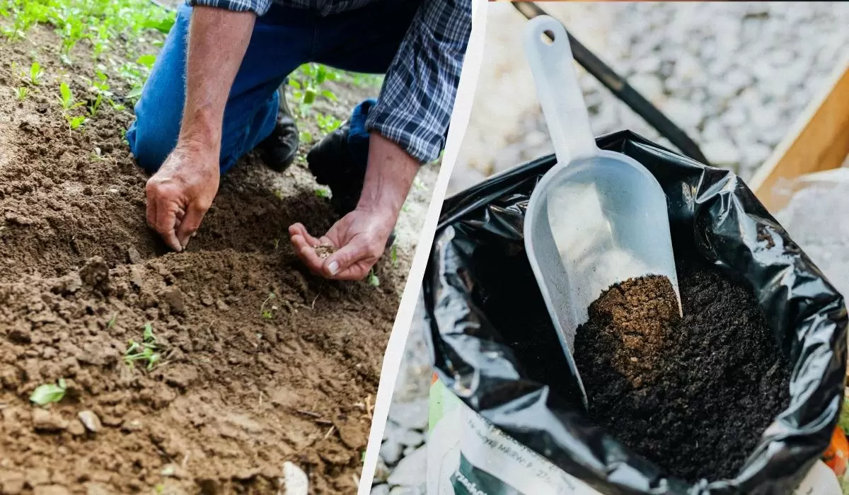 Секреты успешного роста рассады огурцов: что нужно добавить в лунку