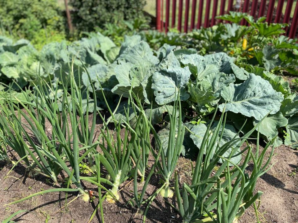 ������ ������ � ����: ��� ������ ������� � 21 �� 27 ����