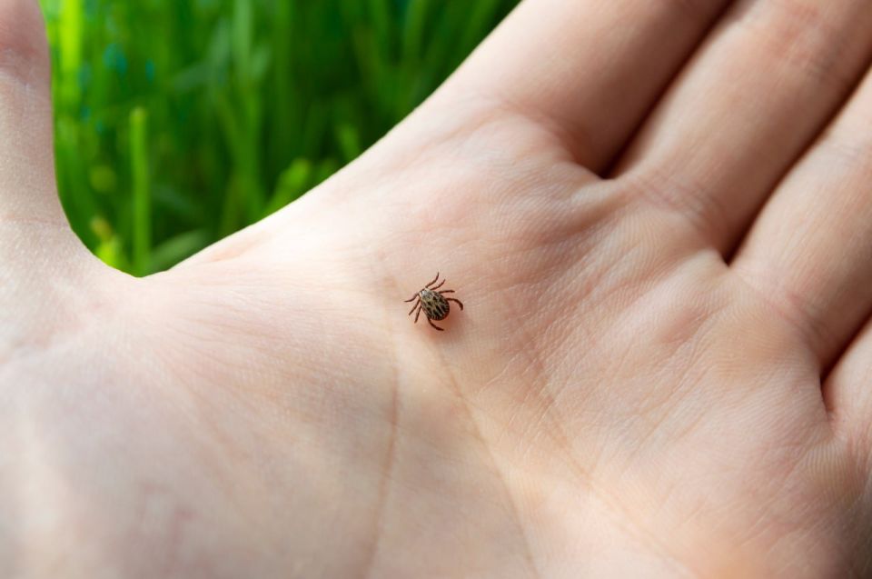 � ���� ������� ���� ������ � ������������