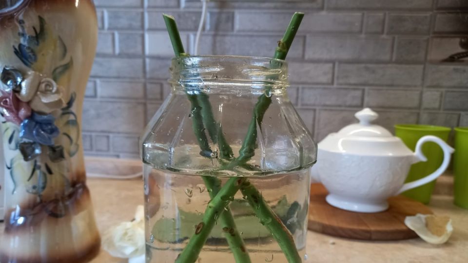 ��������� �����������: ��� �������� ���������� ��������