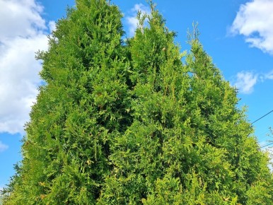 ������ ���� �� ��������: ��� ��������� ������ �� ��������� �����