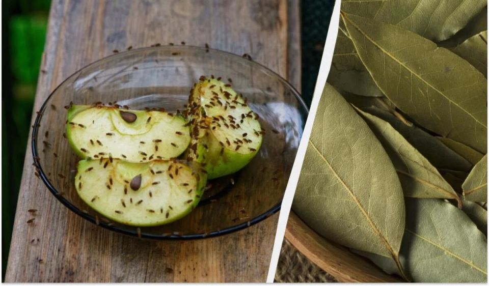 ��� ���������� �� �����: ������� � ����������� ������� ������