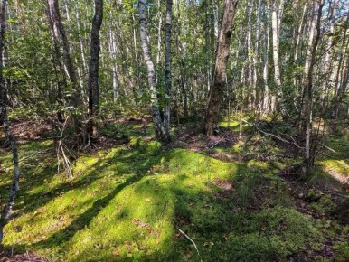 ������ ��������� ����� � �������� �������